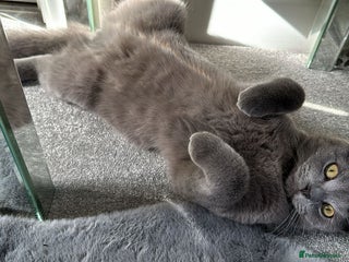 Russian Blue cats in Greenford - Advert 2