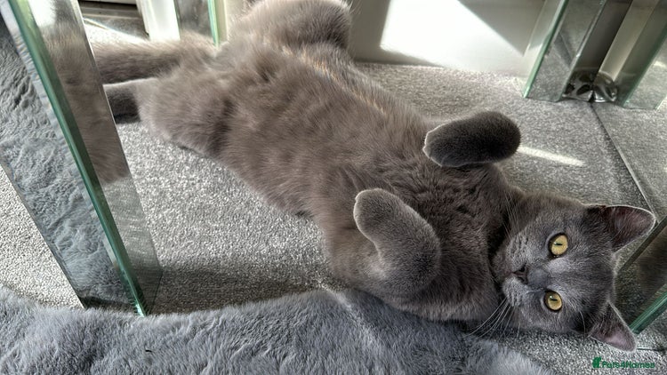 Russian Blue cats Russian blue in Greenford - Advert 2