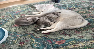 British Shorthair cats - Advert 15
