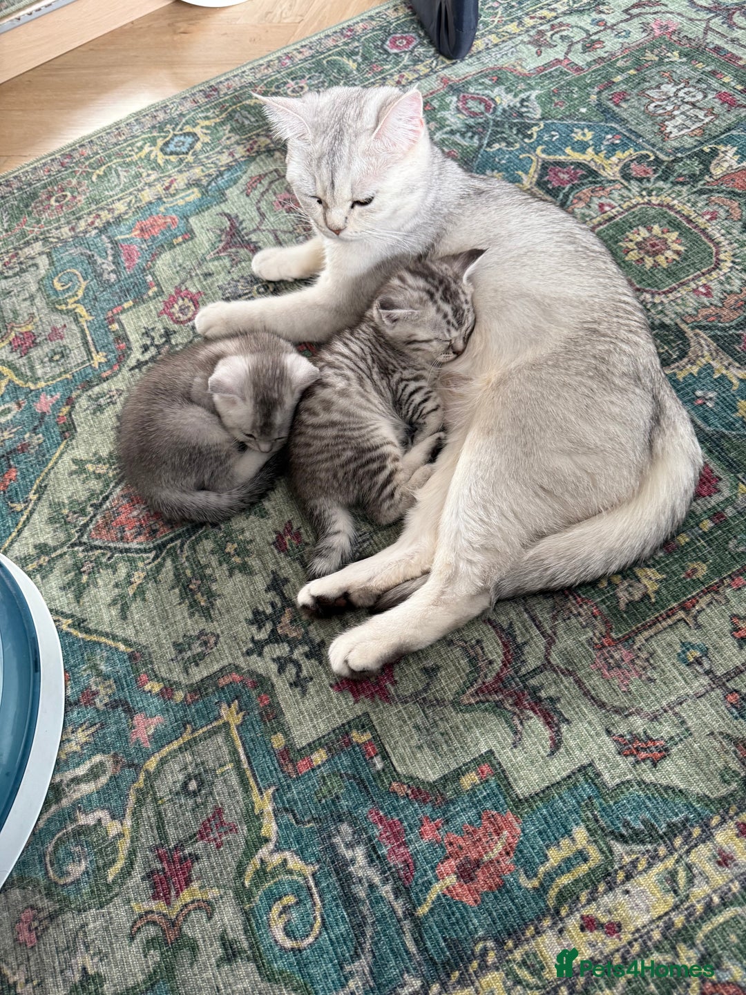British Shorthair cats for sale: Unusual litter of British Shorthairs-read des. - Image 2