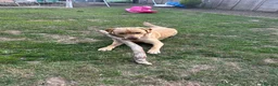 Labrador Retriever dogs for stud: Buddy  - Advert 5