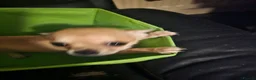 Chihuahua dogs for sale: Quality KC registered puppies  in Chatham - Advert 21