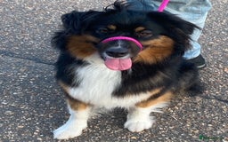 Australian Shepherd dogs for sale: Young Australian Shepherd female dog for sale - Image 1