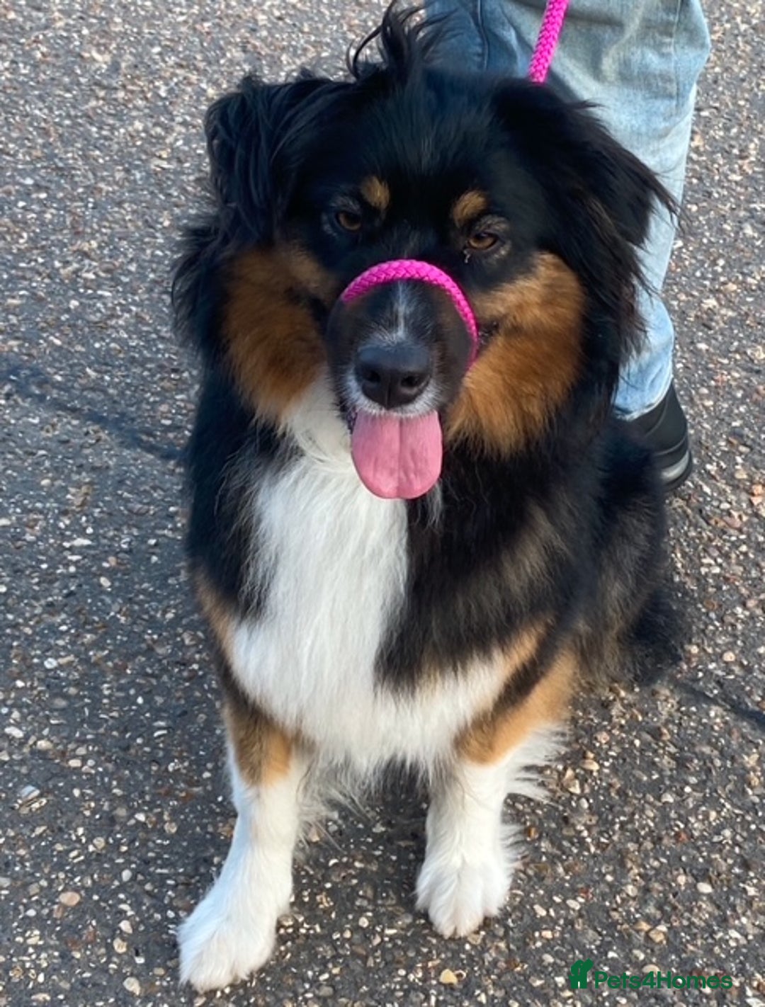 Australian Shepherd dogs for sale: Young Australian Shepherd female dog for sale - Image 1