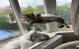 British Shorthair cats for sale: Reduced BSH kittens a few left !!! Going cheap  - Image 7