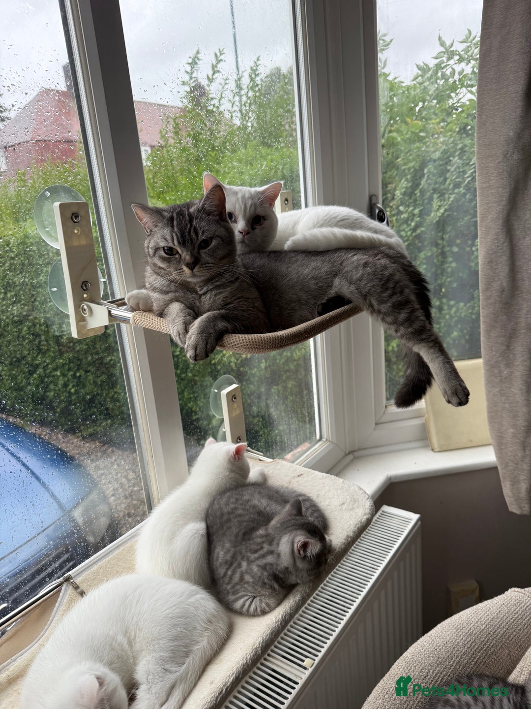 British Shorthair cats for sale: Reduced BSH kittens a few left !!! Going cheap  - Image 7