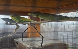 Budgerigars birds for sale: Budgies  - Image 32