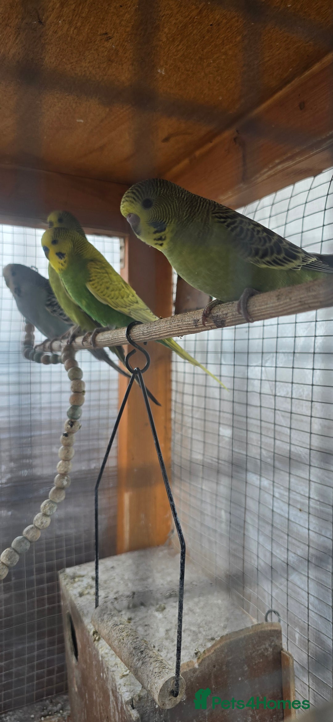 Budgerigars birds for sale: Budgies  - Image 32