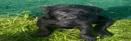 Labrador Retriever dogs for sale: Gorgeous chunky Labrador Puppies - Advert 2
