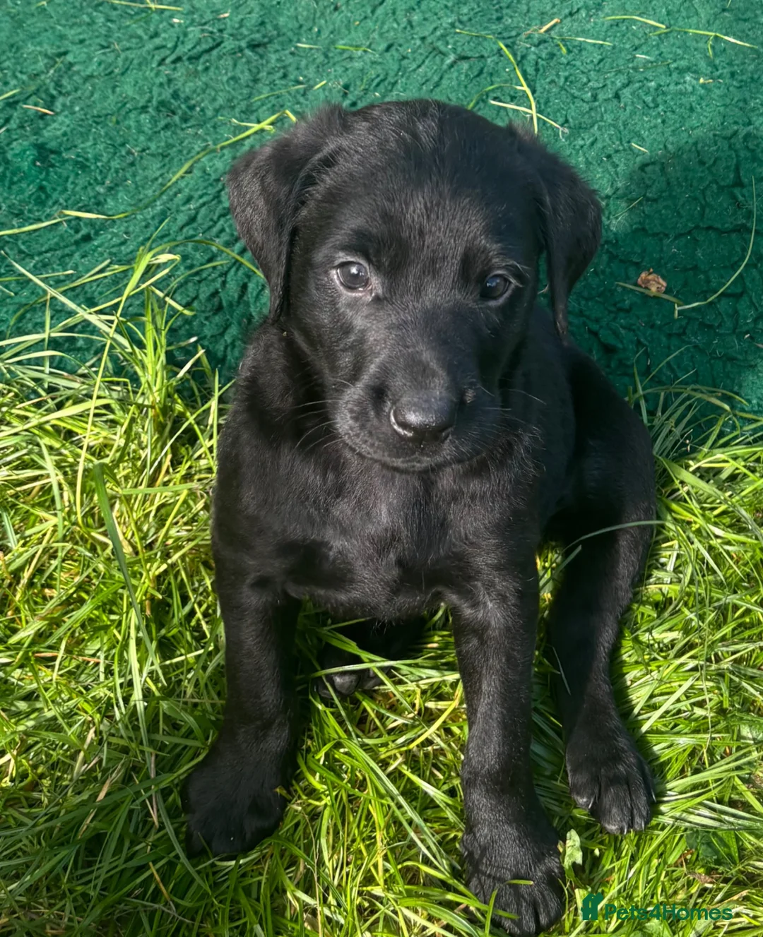Labrador Retriever dogs for sale: Gorgeous chunky Labrador Puppies - Advert 2