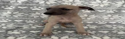 Whippet dogs for sale: KC registered whippet puppy’s 3 left! ♥️ - Advert 19