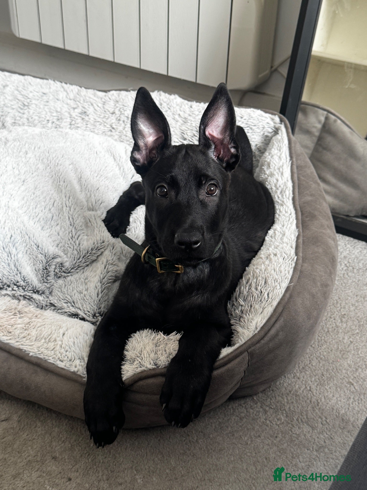 Belgian Shepherd Dog dogs Micro - Advert 2