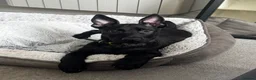 Belgian Shepherd Dog dogs for sale: Micro - Advert 1