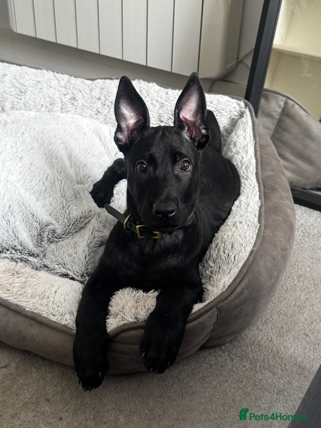 Belgian Shepherd Dog dogs for sale: Micro - Advert 1
