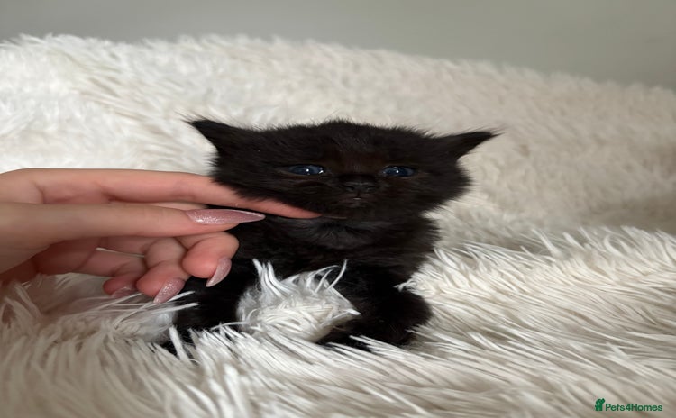 Mixed Breed cats for sale - Advert 1