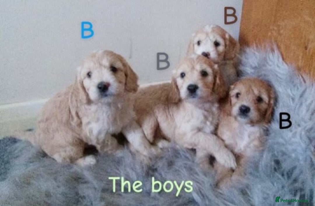 Cockapoo dogs for sale: ⭐️VERY RARE TOY Cockapoo Puppies⭐️🐶 - Image 40
