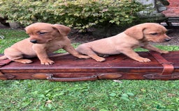 Labrador Retriever dogs for sale: Dark Red and Yellow KC reg DNA Clear Lab Puppies - Image 25