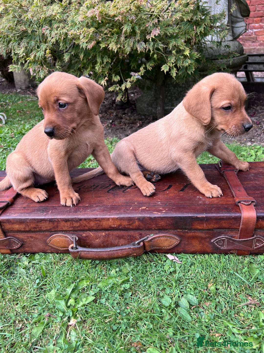 Labrador Retriever dogs for sale: Dark Red and Yellow KC reg DNA Clear Lab Puppies - Image 25