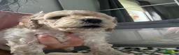 Cockapoo dogs for sale: 4 stunning boys in Turriff - Advert 5
