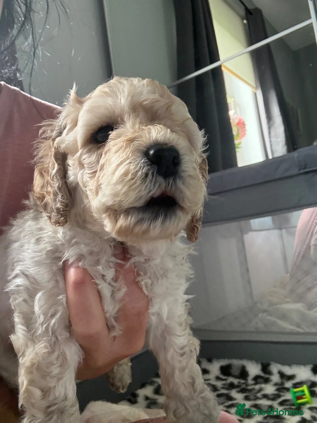 Cockapoo dogs for sale: 4 stunning boys in Turriff - Advert 5