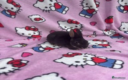Rex rabbits for sale: Baby rex rabbits - ready to go - Image 7