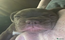 French Bulldog dogs for sale: French Bull Dog - Image 2