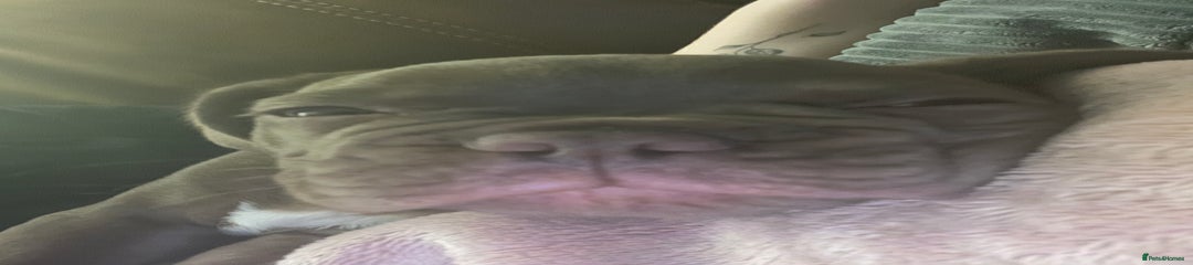 French Bulldog Puppy 6