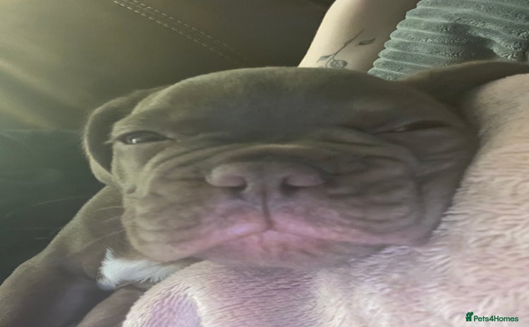 French Bulldog dogs - Advert 1