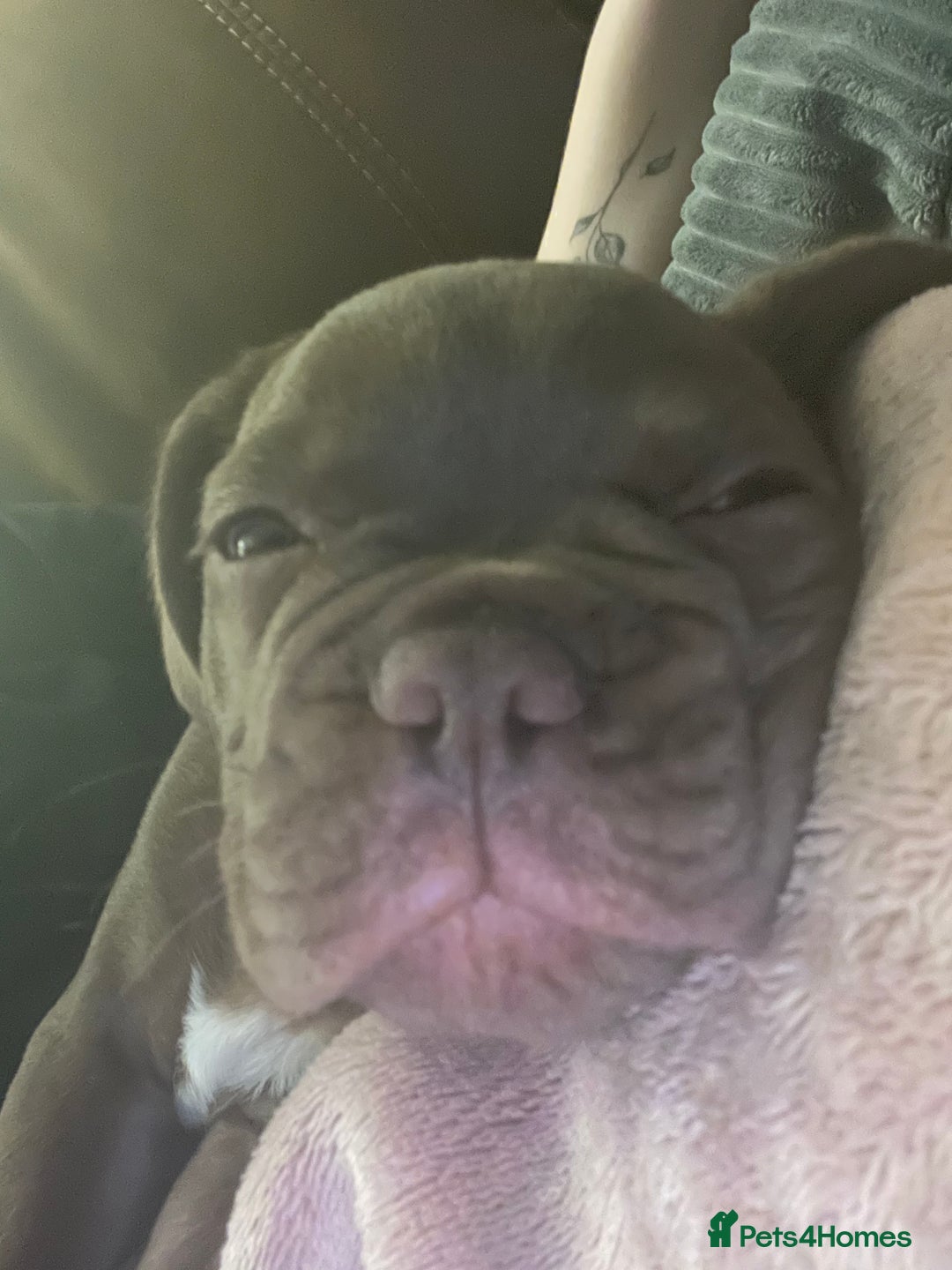 French Bulldog dogs for sale: French Bull Dog - Image 2