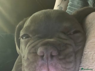 French Bulldog dogs - Advert 1