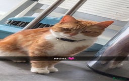 Domestic Shorthair cats for sale: Kittens for sale  - Image 6