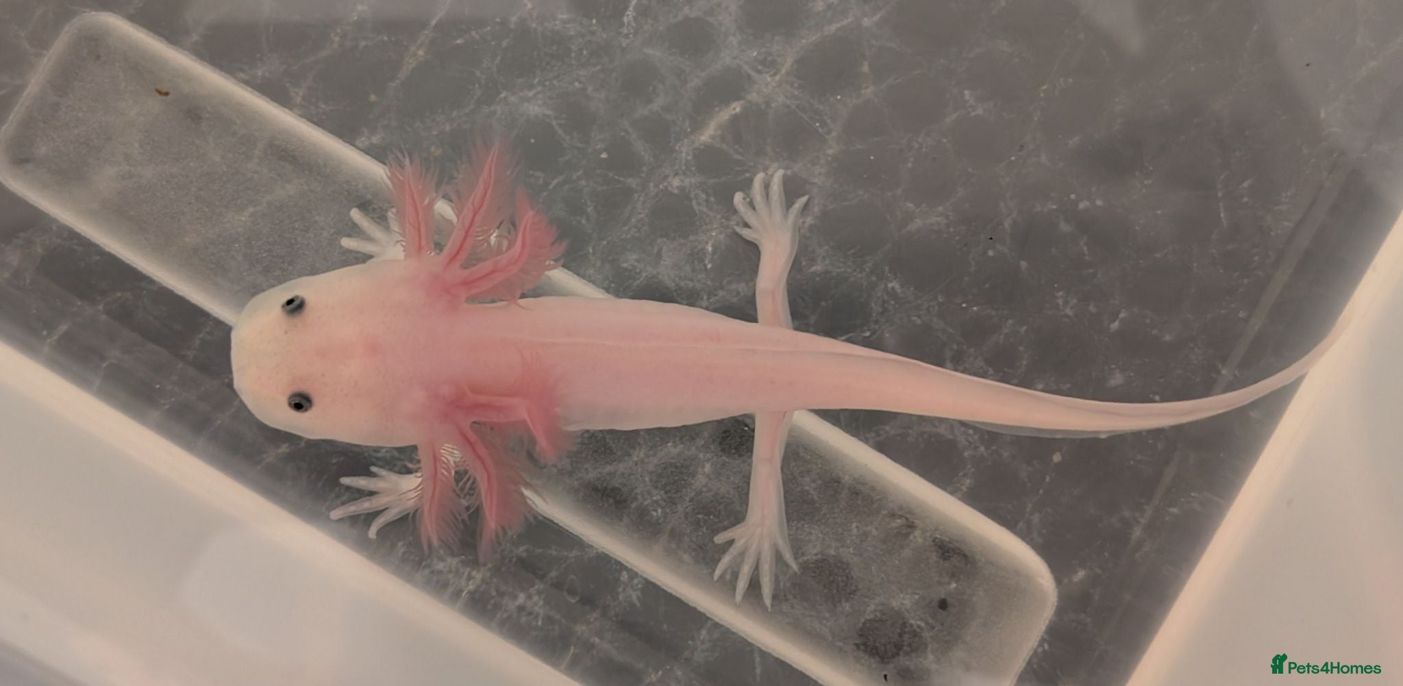 Axolotl reptiles Leucistic Axolotls - Available Now - Advert 1