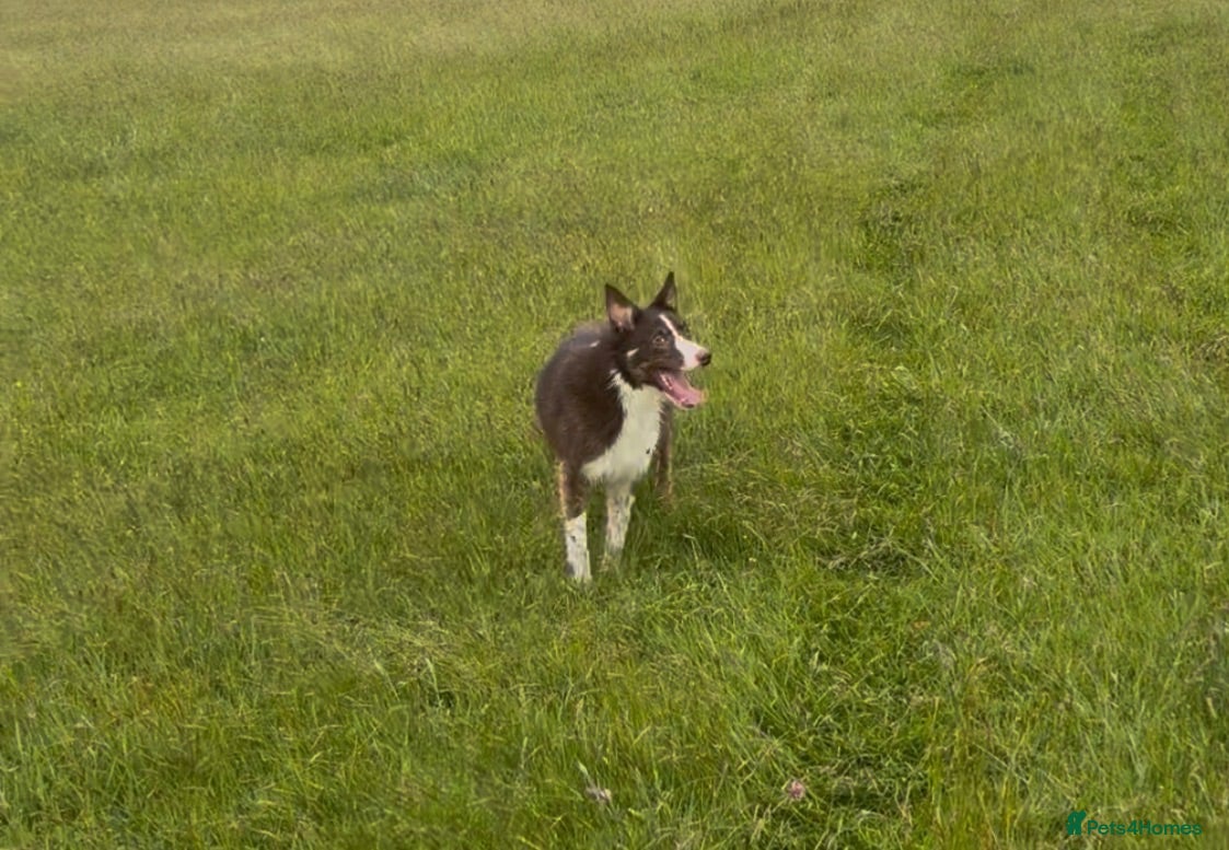 Border Collie dogs Handsome & Happy Young Collie - Advert 6