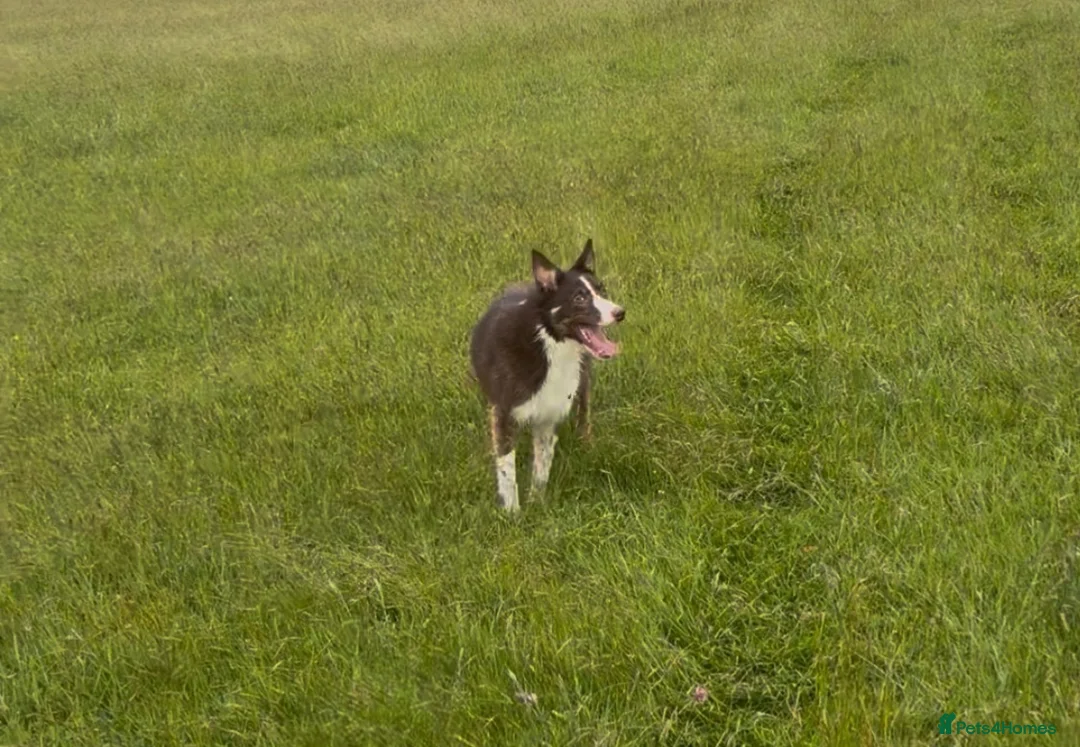 Border Collie dogs for sale: Handsome & Happy Young Collie - Advert 1