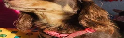 Miniature Dachshund dogs for sale: Long-Haired Miniature Dachshund Puppies Ready Soon in Nottingham - Advert 6