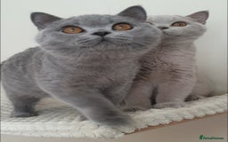 British Shorthair cats for sale: Impressive Pedigree BSH Kittens  - Image 9