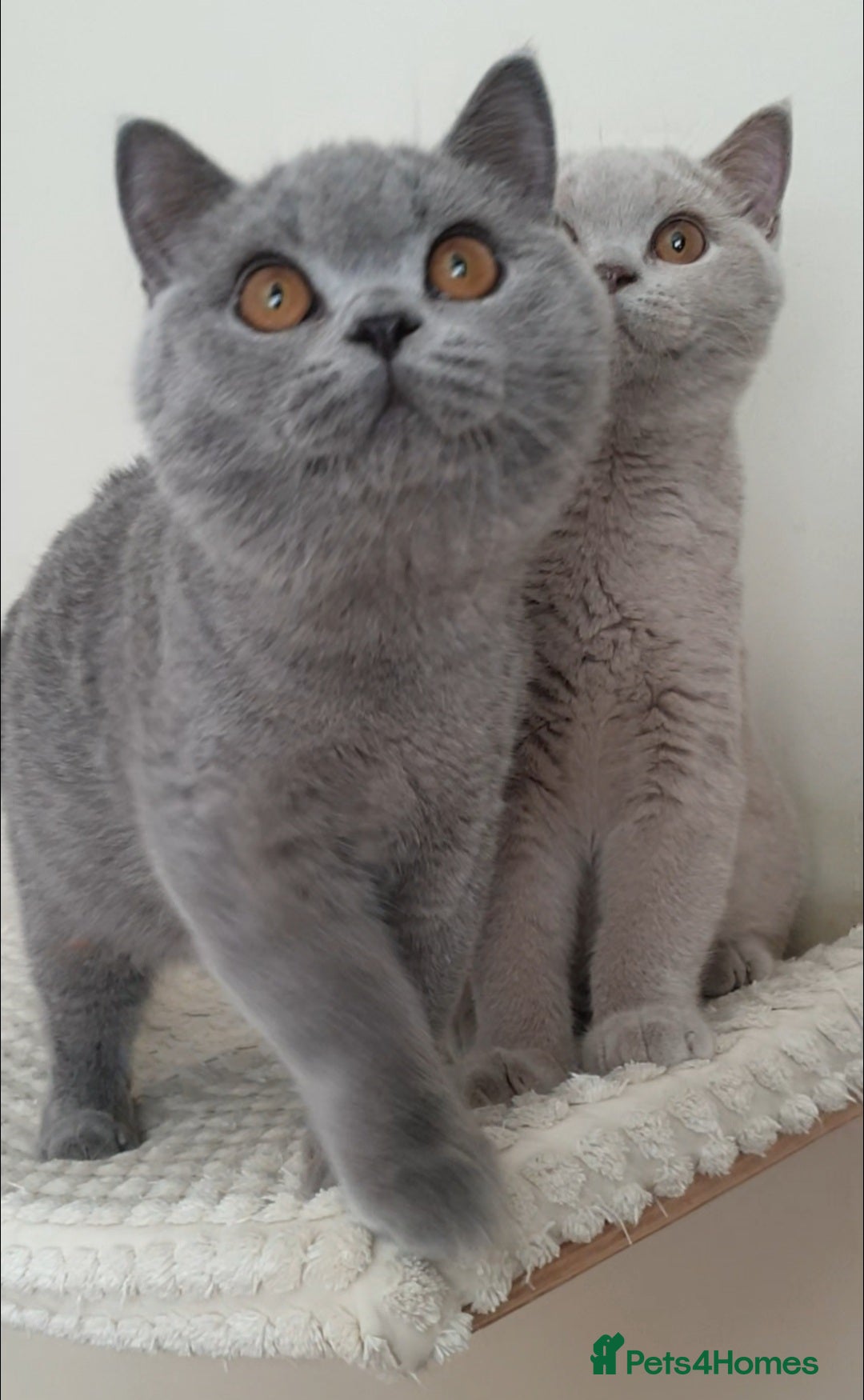 British Shorthair cats for sale: Impressive Pedigree BSH Kittens  - Image 9