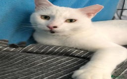 Mixed Breed cats for adoption: Confident Cuddlebug Who Loves dogs and to Chat! - Image 15