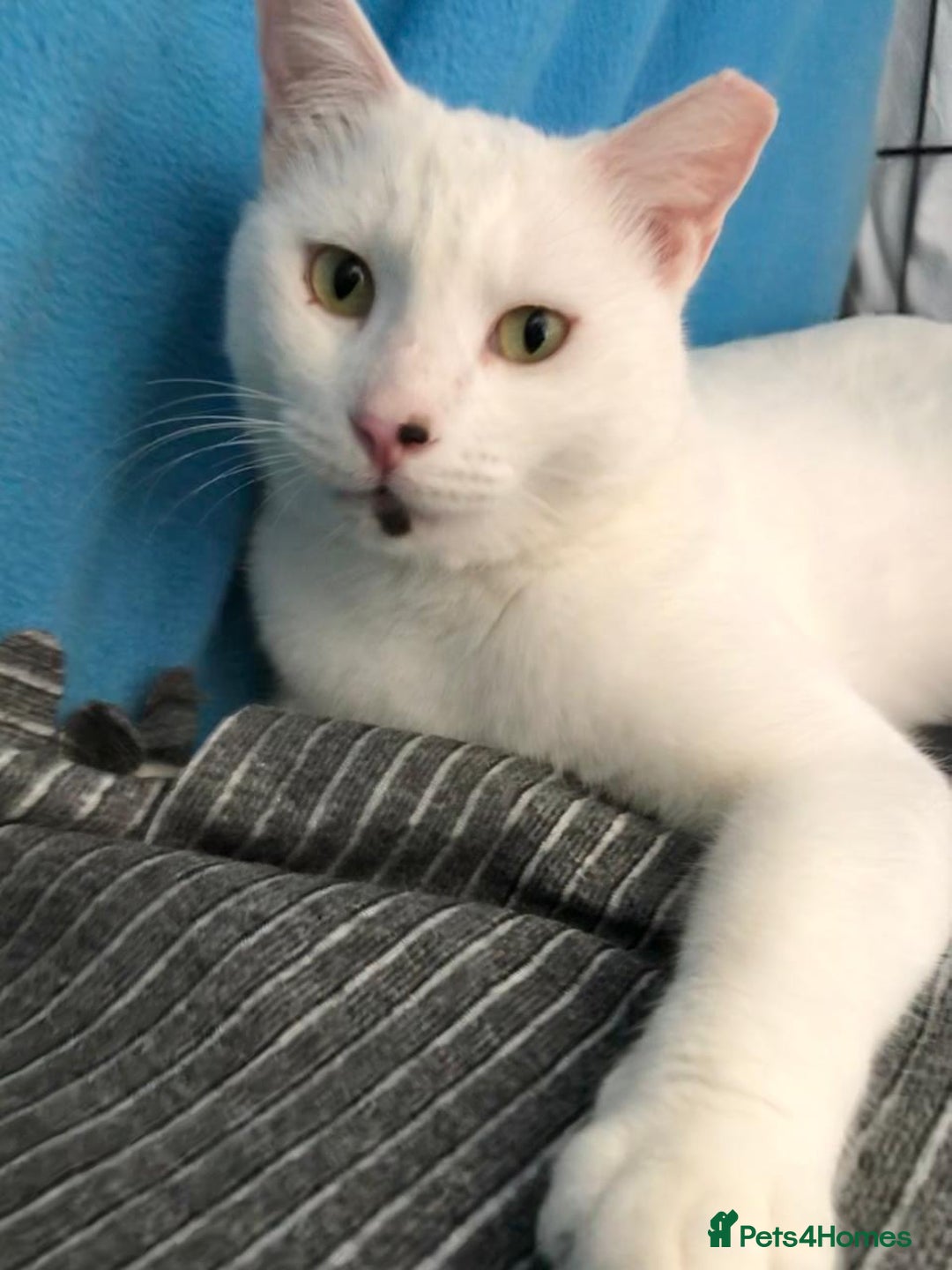 Mixed Breed cats for adoption: Confident Cuddlebug Who Loves dogs and to Chat! - Image 15
