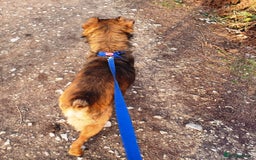 Mixed Breed dogs for adoption: Meet Charlie - a Lovely old boy, for a loving Home - Image 21