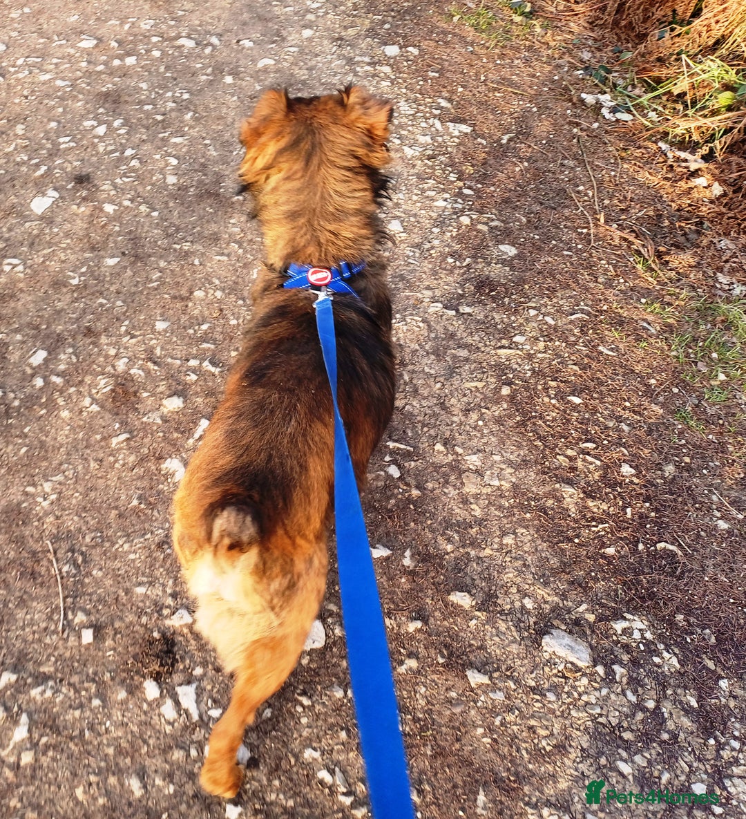 Mixed Breed dogs for adoption: Meet Charlie - a Lovely old boy, for a loving Home - Image 21