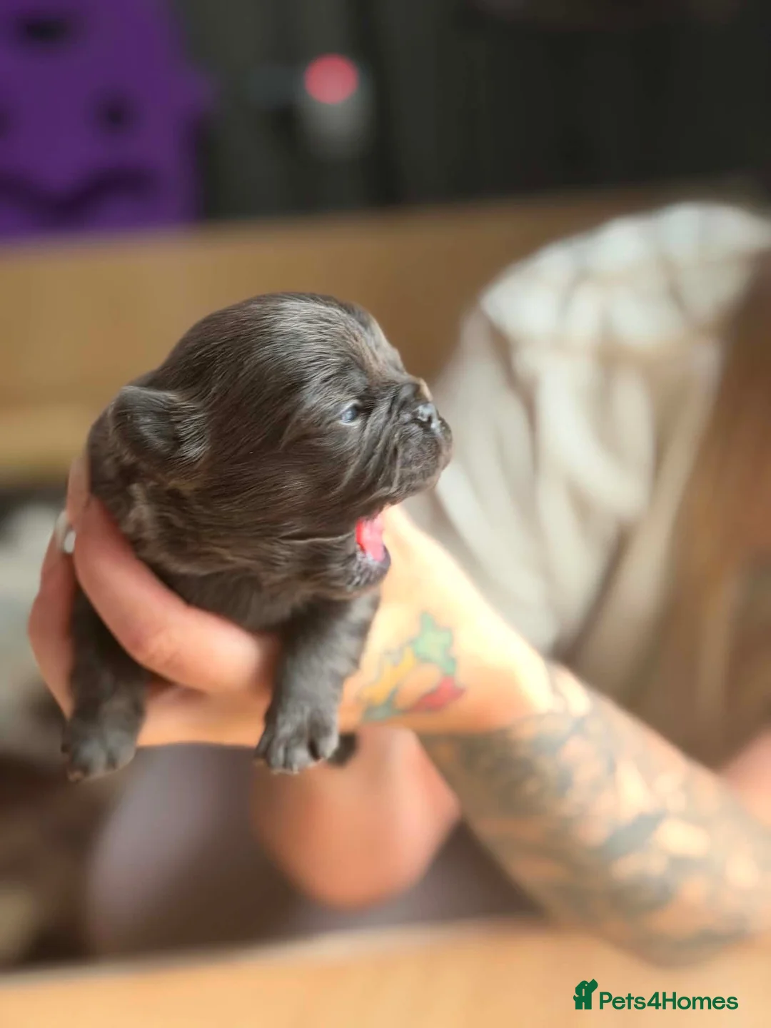 French Bulldog dogs for sale: Fluffy French bulldogs  - Advert 6