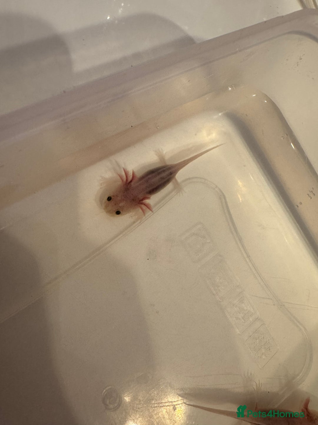 Axolotl reptiles for sale: Axolotl - Image 11