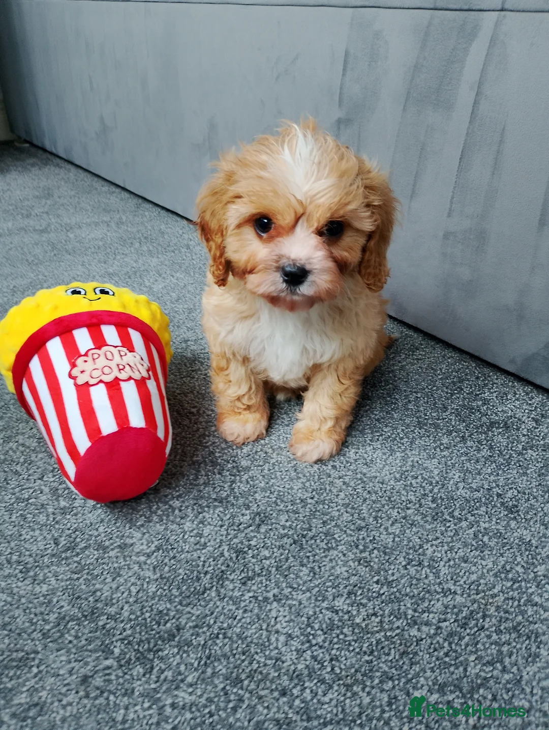 Cavapoo dogs for sale: Stunning F1 Cavapoos ready now ! - Advert 2