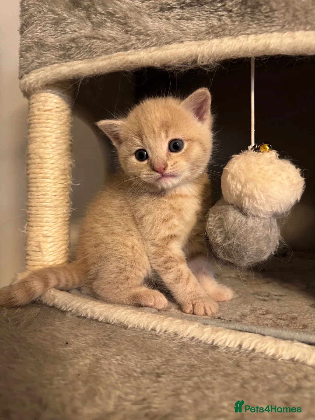 Scottish Fold cats for sale: Rare Cream🐱Scottish Fold × British Shorthair - Advert 1