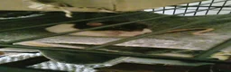 Rat rodents for sale: 3 beautiful rats  - Advert 4