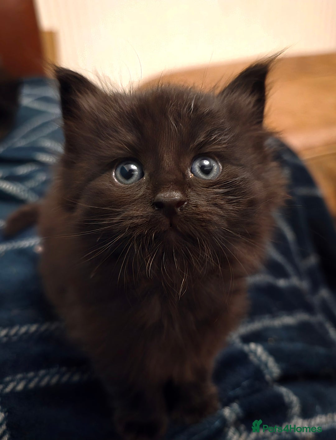 Mixed Breed cats for sale: Beautiful Kittens  - Image 23