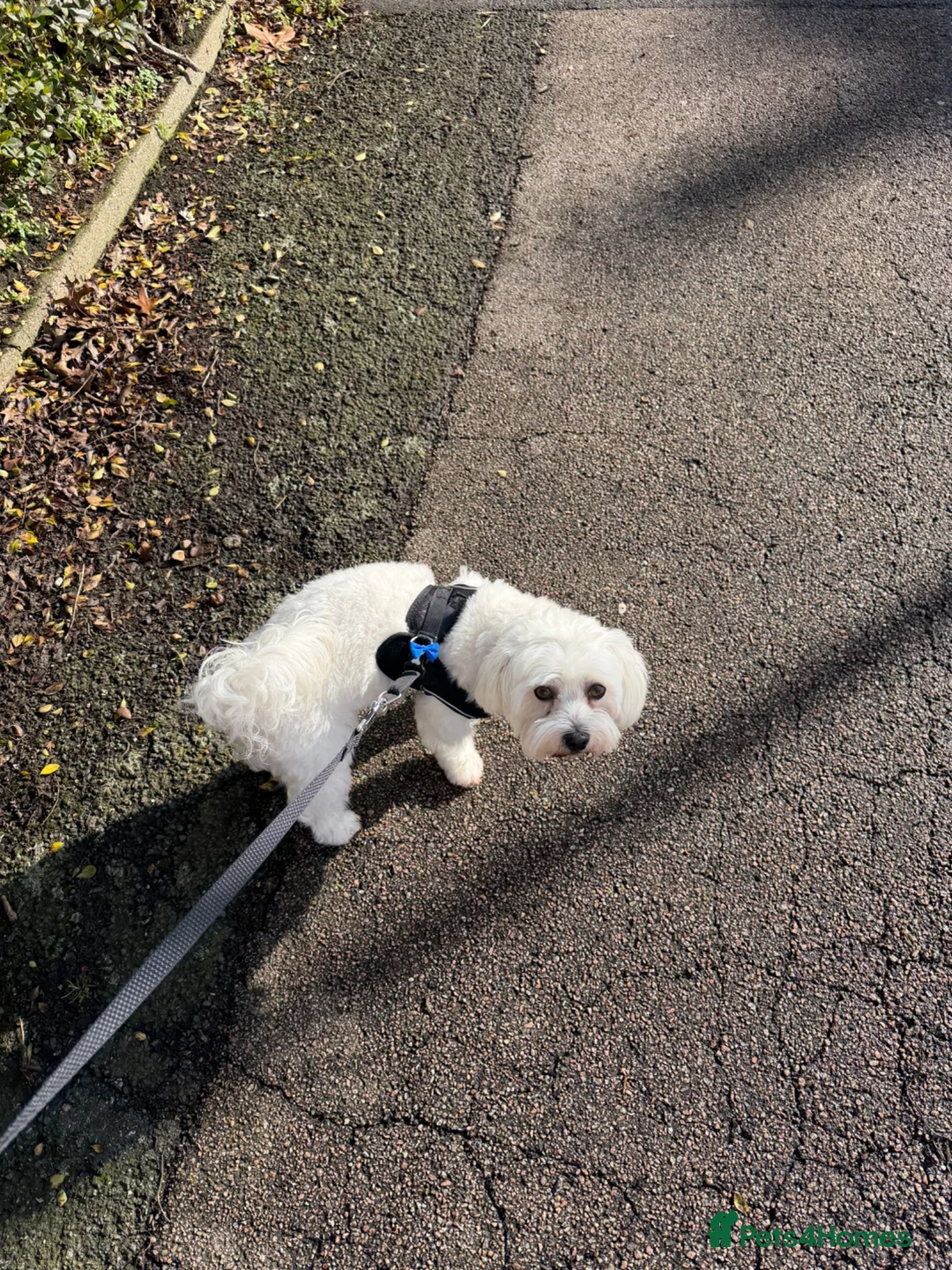 Maltese dogs for sale: Maltese dog Mylo  in London - Advert 2