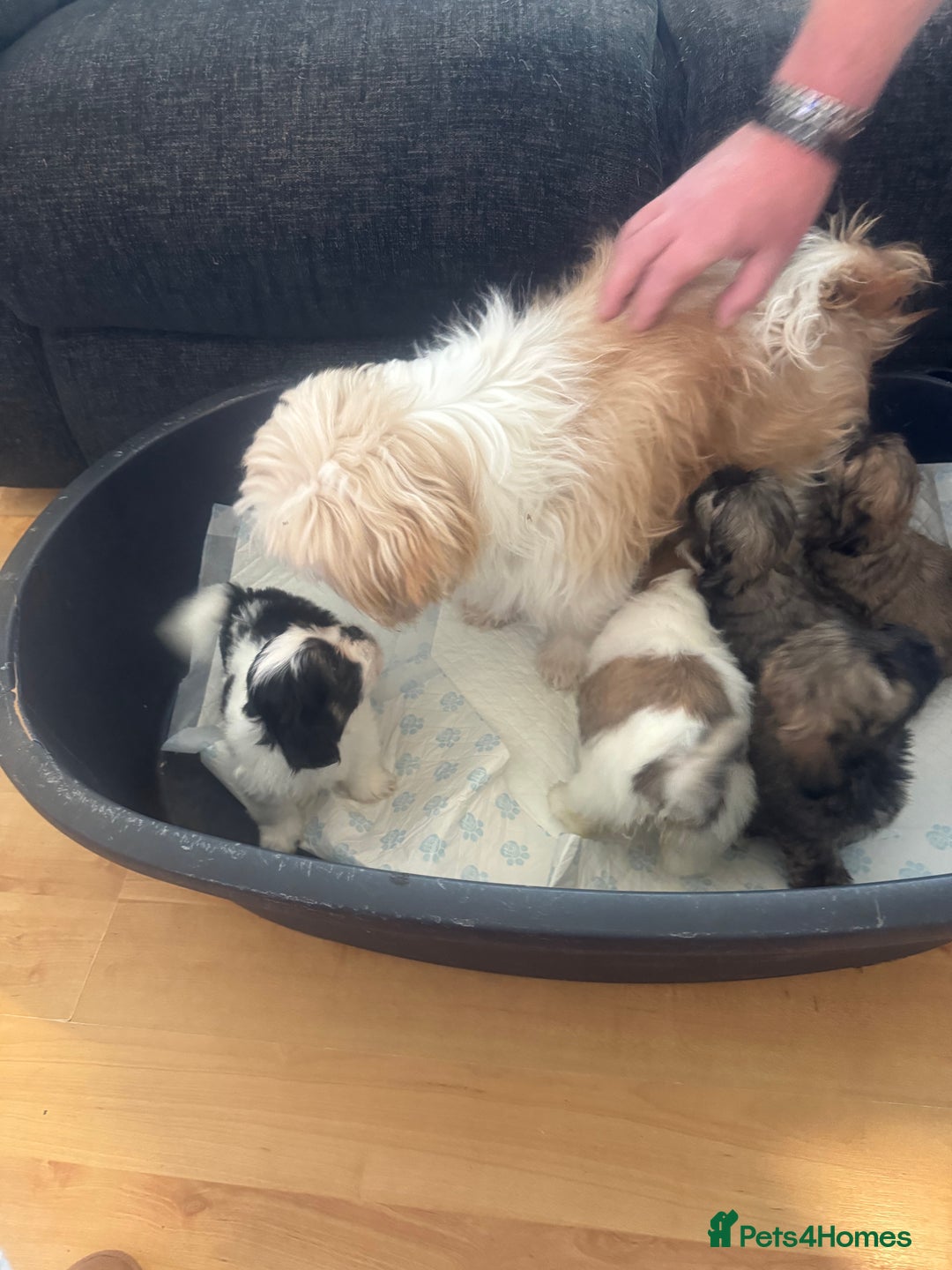 Lhasa Apso dogs for sale: Lhasa apso puppies  - Image 1