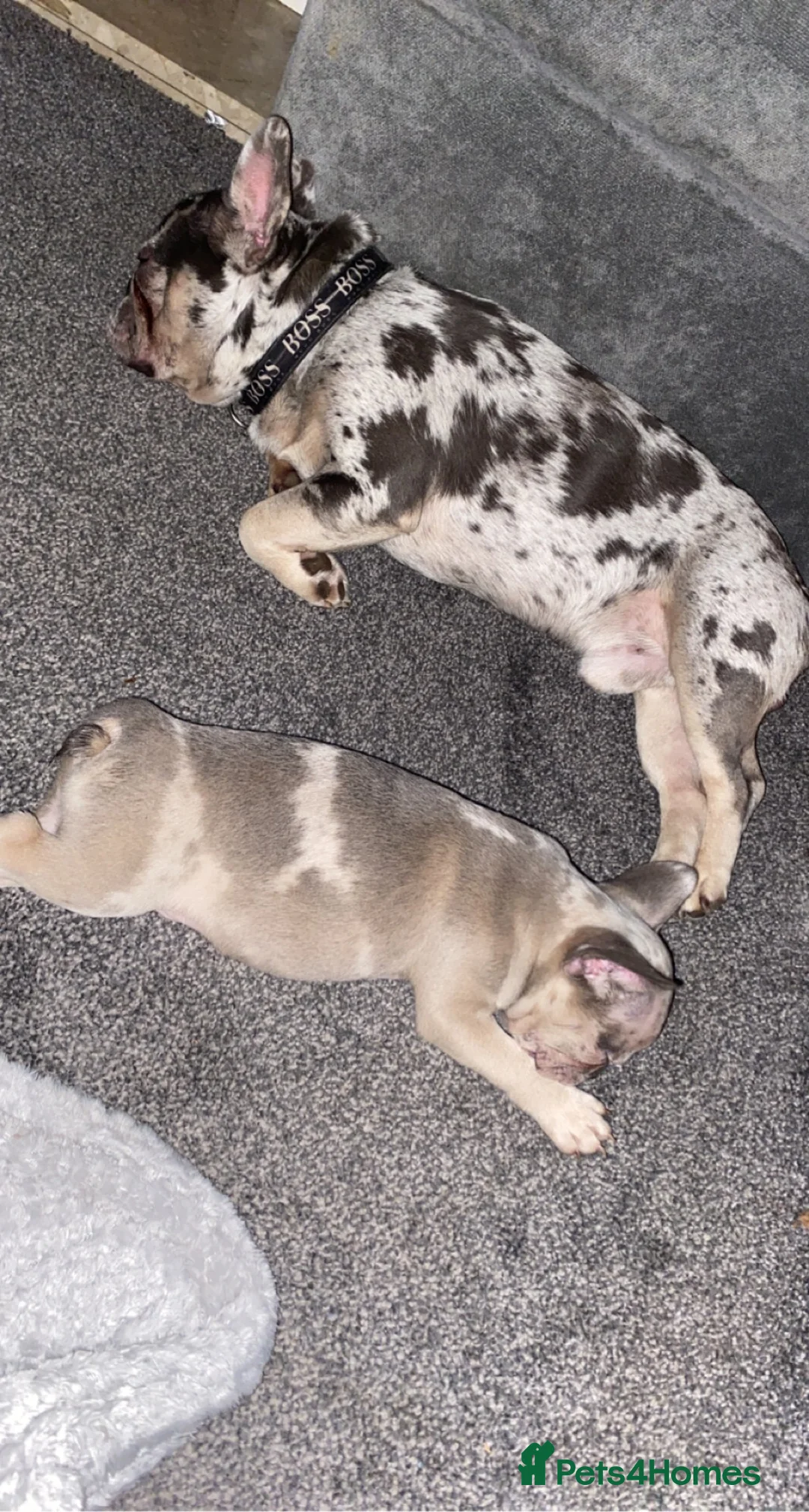 French Bulldog dogs for stud: 💎Blue & Tan 🤎 Merle French bulldog stud 🧬🔥 in Manchester - Advert 17